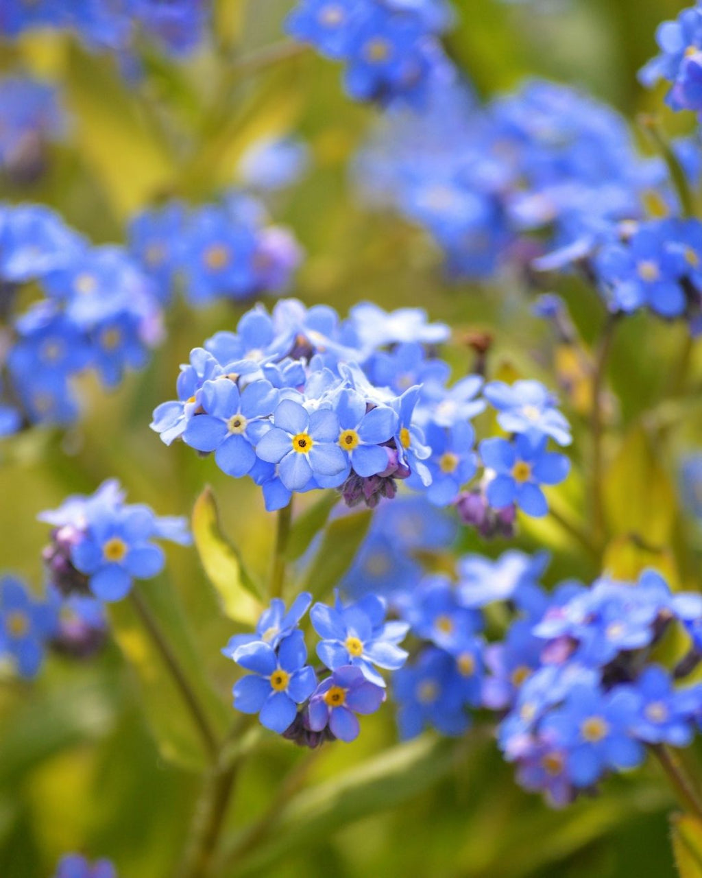 Semillas de Myosotis 'No me olvides' Rocalba