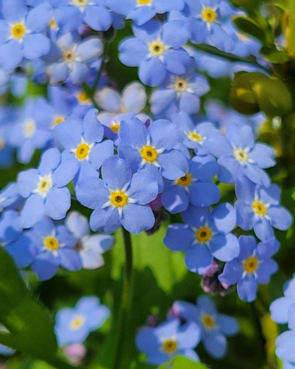 Semillas de Myosotis 'No me olvides' Rocalba