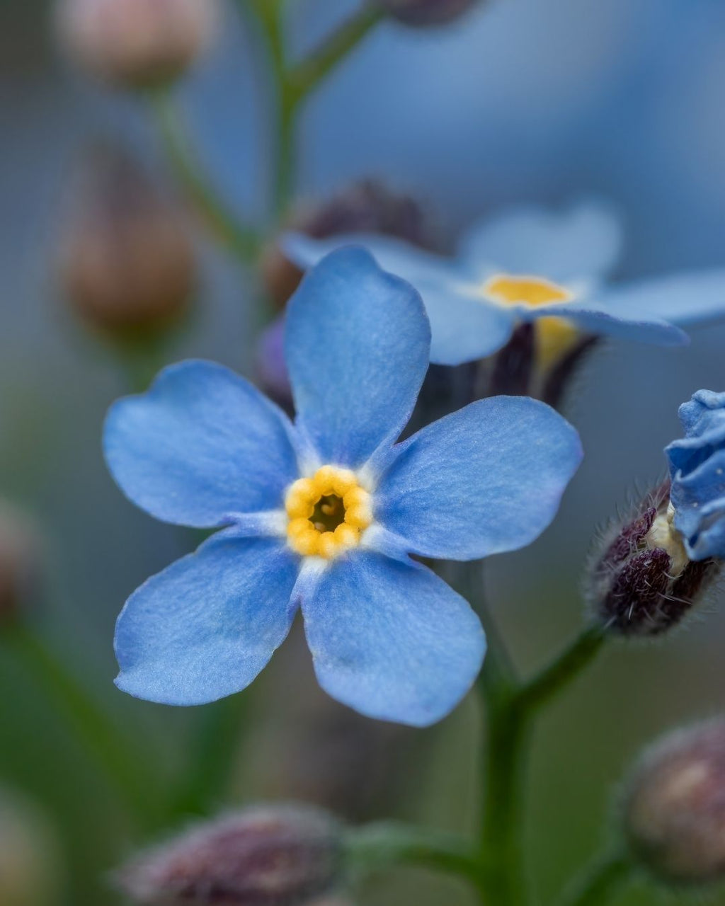 Semillas de Myosotis 'No me olvides' Rocalba