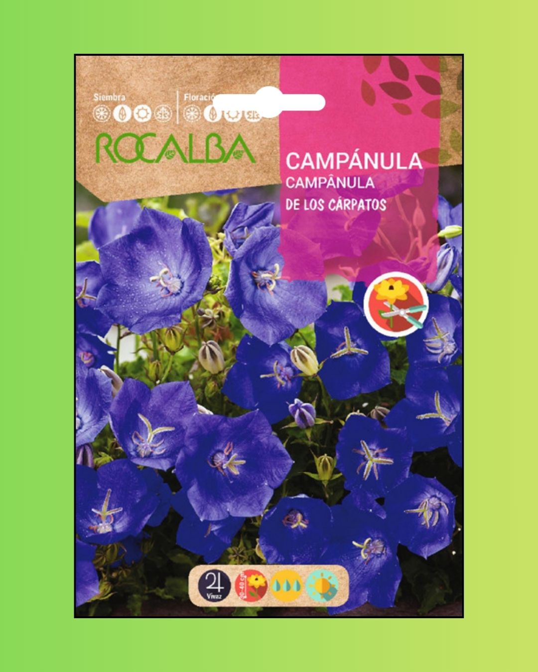 Semillas de Campánula Rocalba