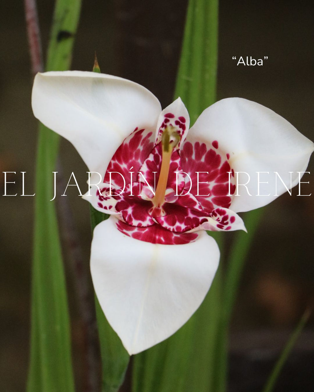Bulbos de Tigridia