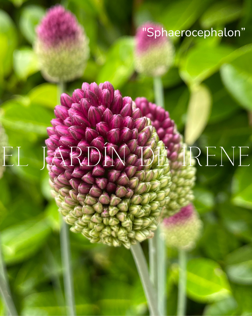 Bulbos de Allium Sphaerocephalon