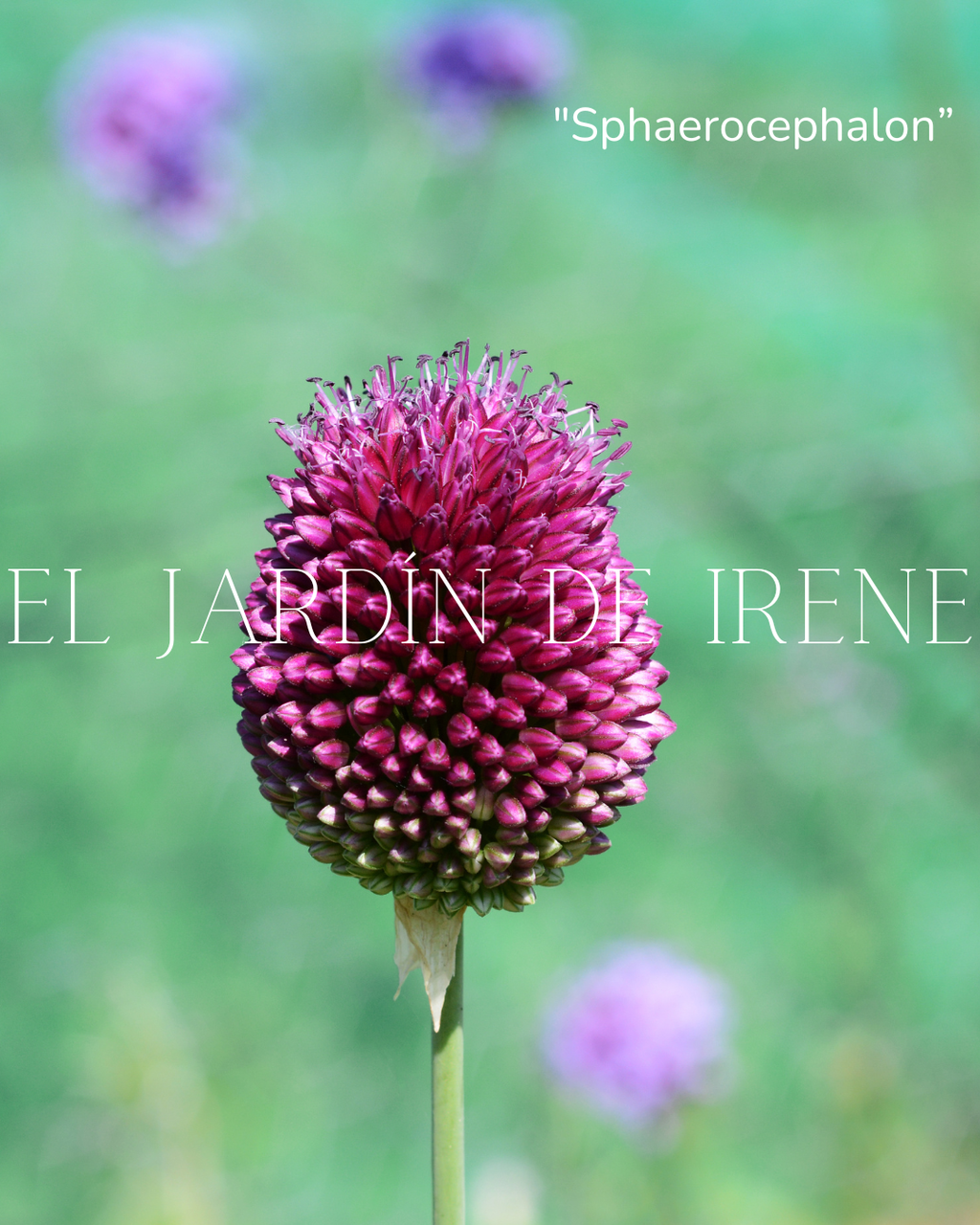Bulbos de Allium Sphaerocephalon