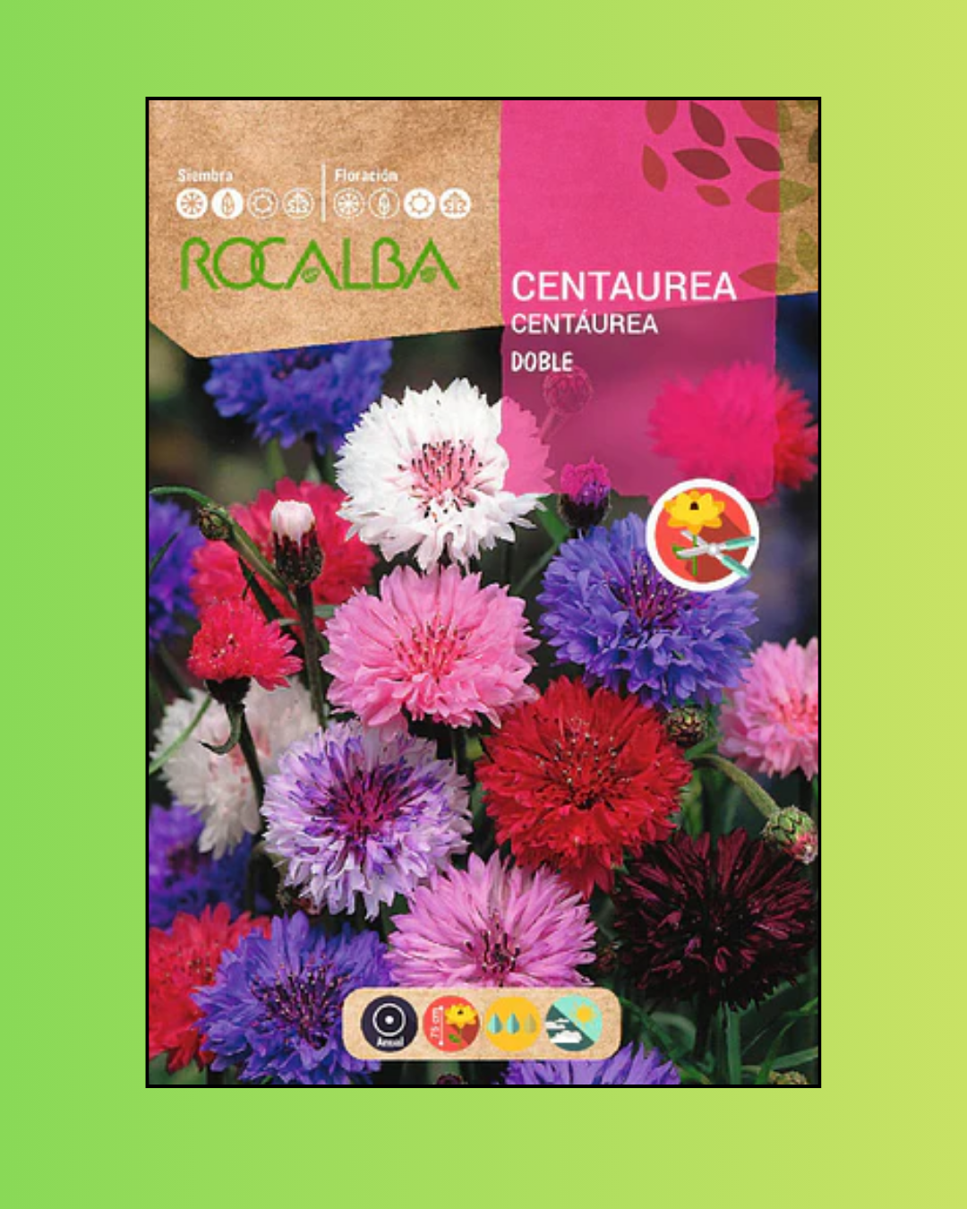 Semillas de Centaurea 'Doble Colores Variados' Rocalba