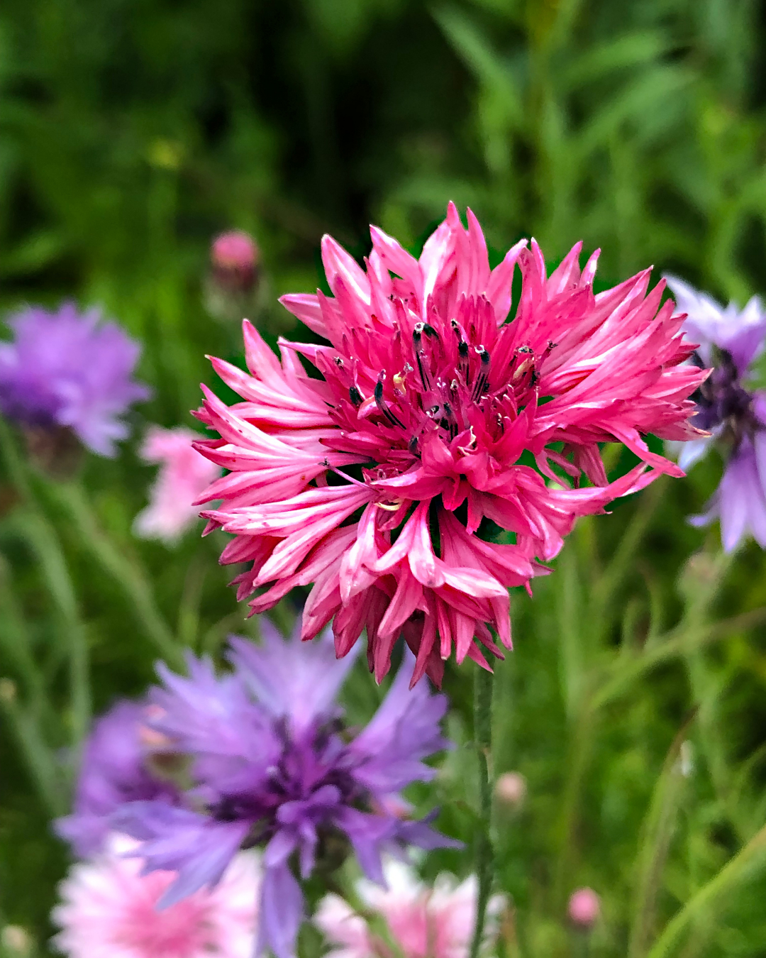 Semillas de Centaurea 'Doble Colores Variados' Rocalba