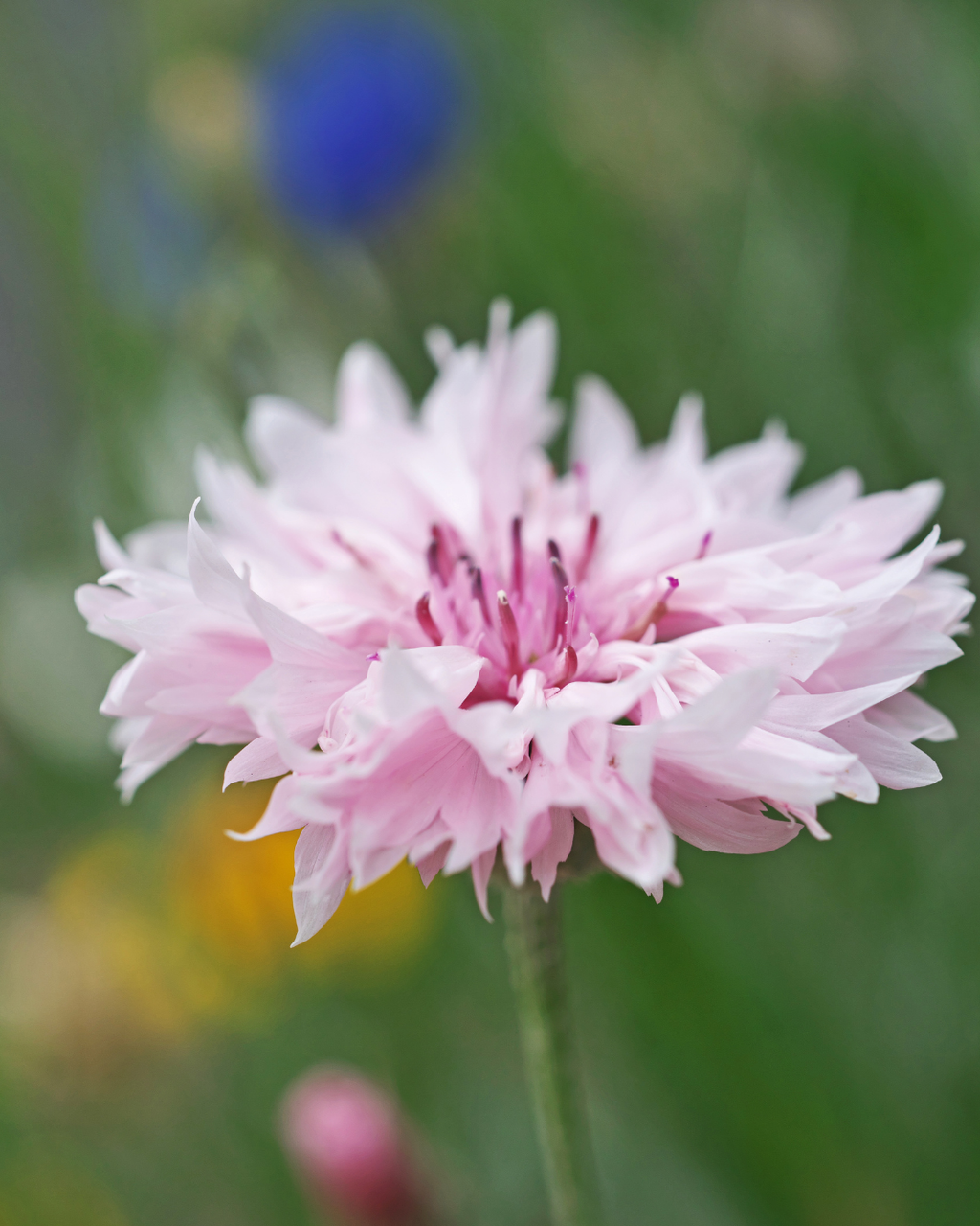 Semillas de Centaurea 'Doble Colores Variados' Rocalba