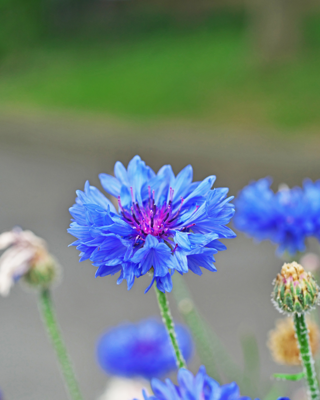 Semillas de Centaurea 'Doble Colores Variados' Rocalba