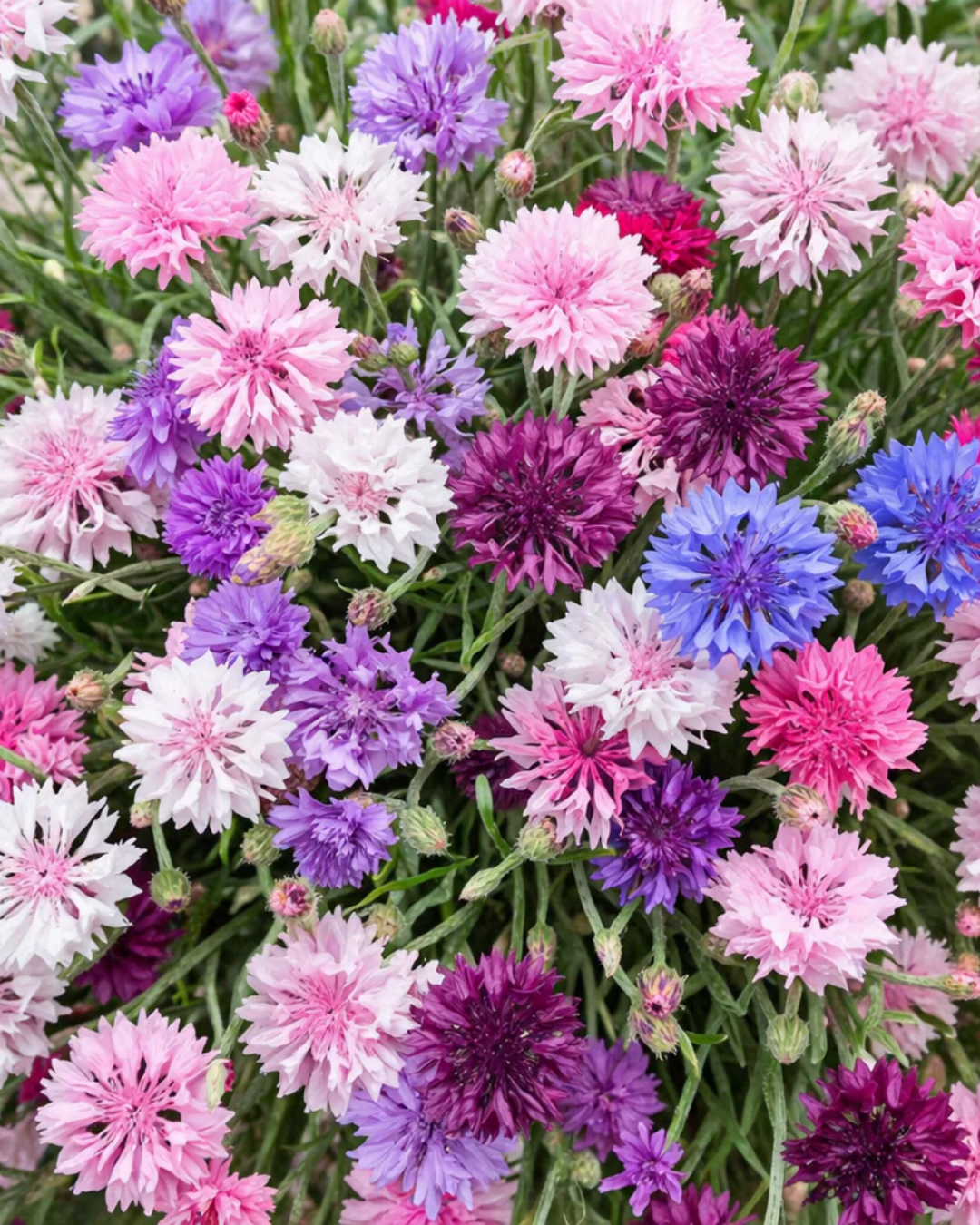 Semillas de Centaurea 'Doble Colores Variados' Rocalba