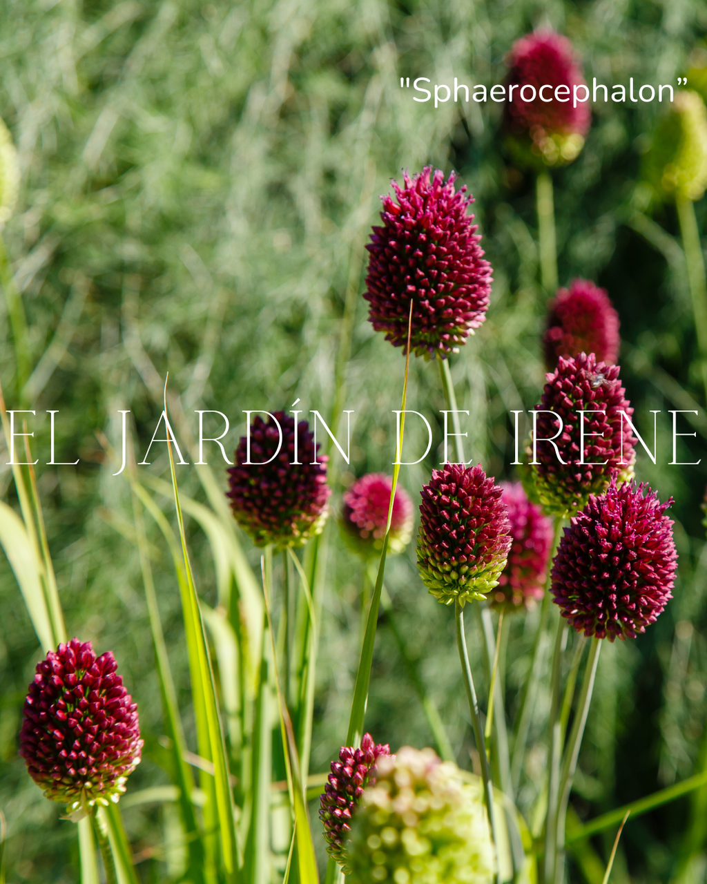 Bulbos de Allium Sphaerocephalon