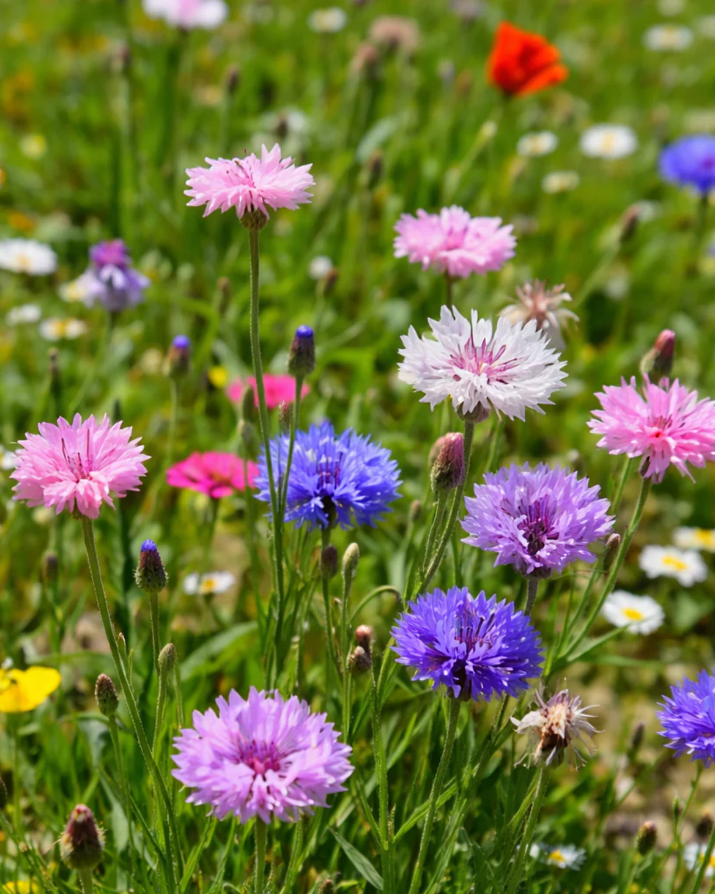 Semillas de Centaurea 'Doble Colores Variados' Rocalba