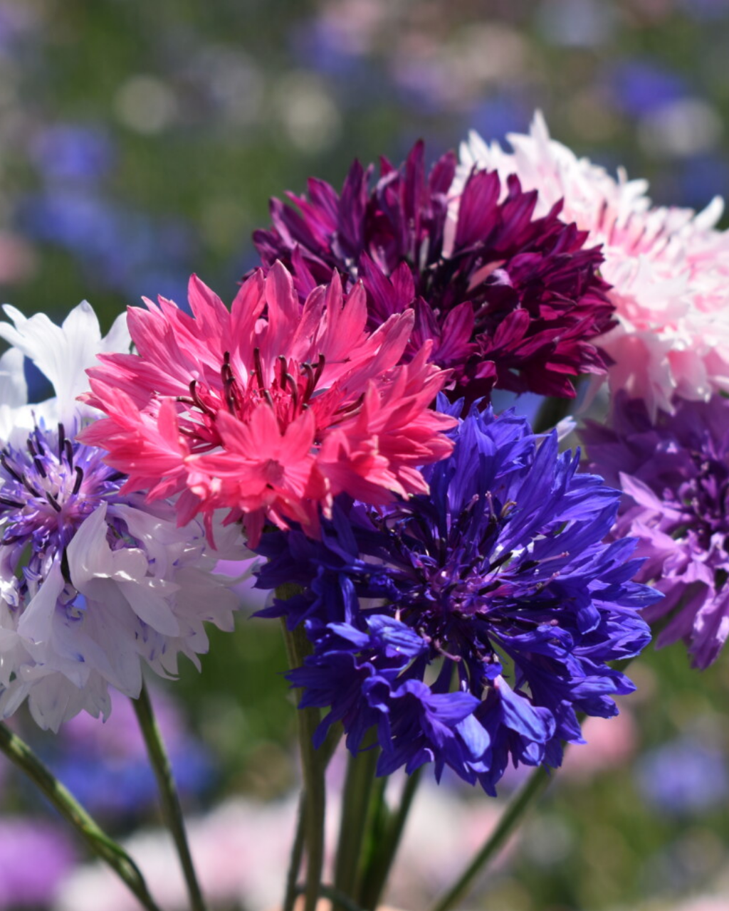 Semillas de Centaurea 'Doble Colores Variados' Rocalba