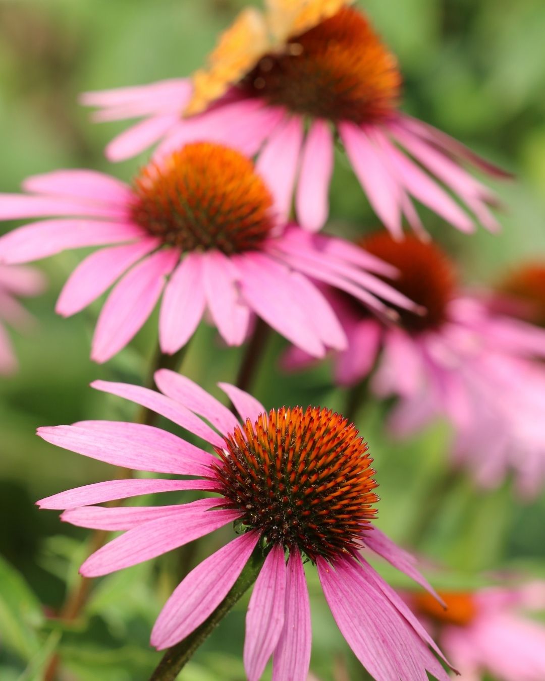 Semillas de Echinacea