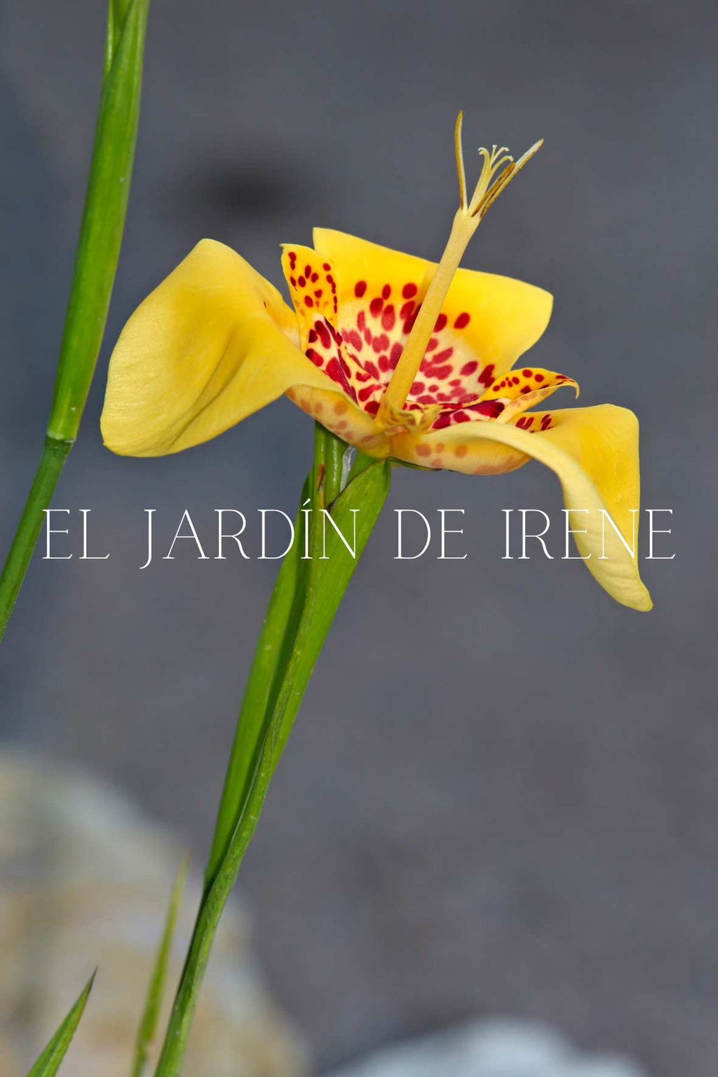 Bulbos de Tigridia