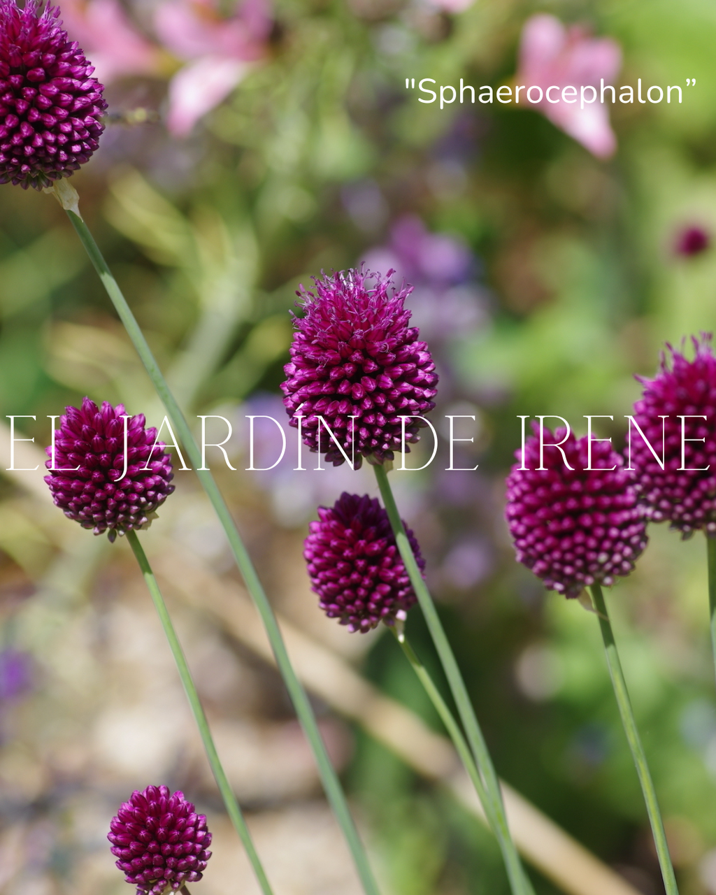 Bulbos de Allium Sphaerocephalon
