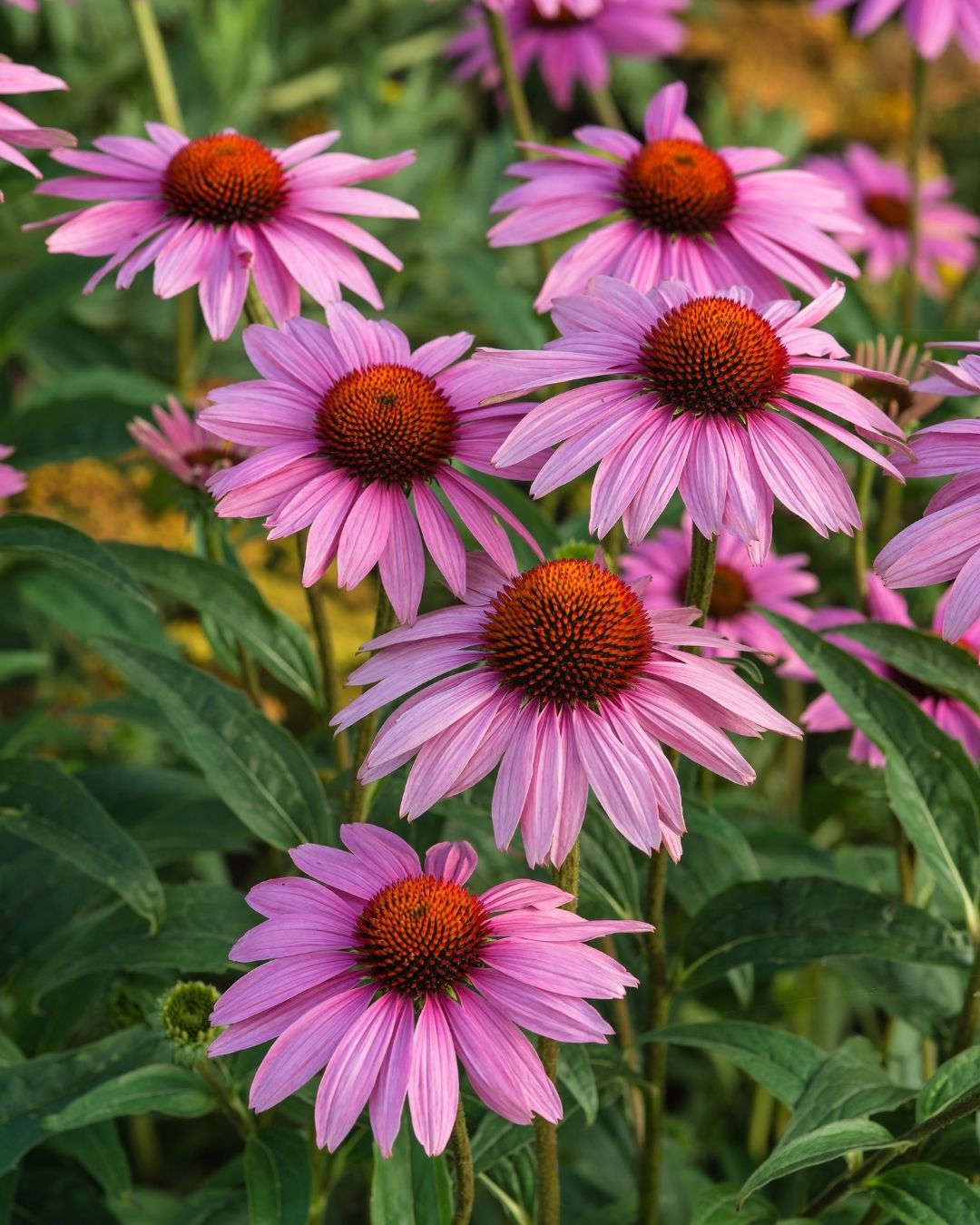 Semillas de Echinacea