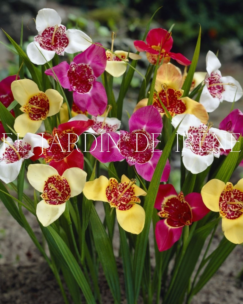 Bulbos de Tigridia