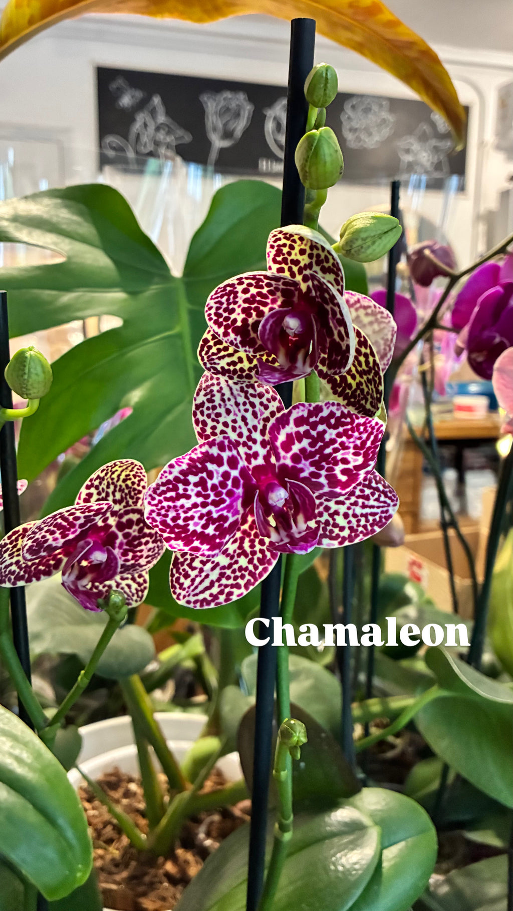 Orquídea Grande