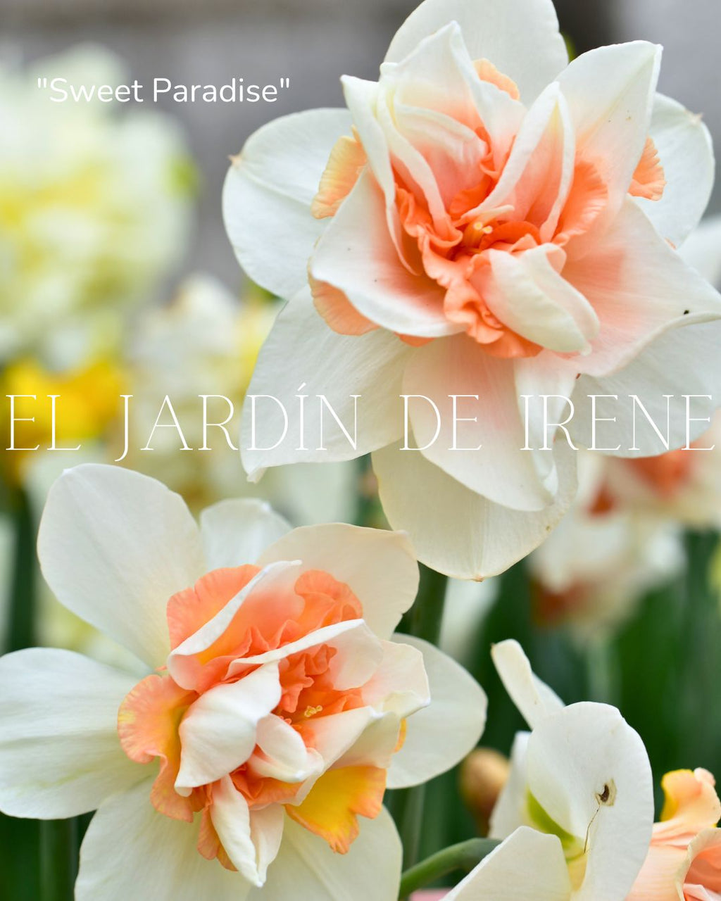 Bulbos De Narcisos PREVENTA