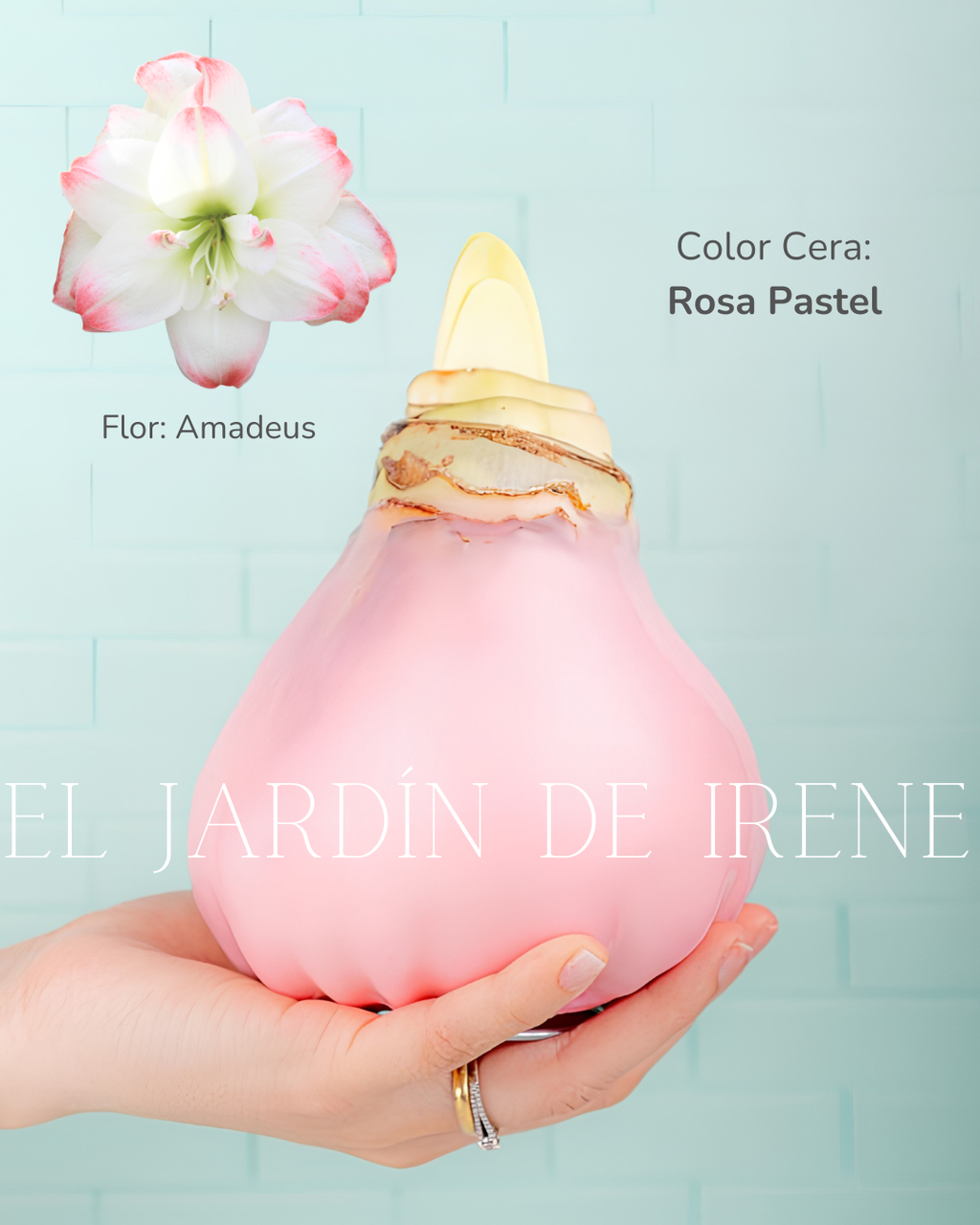 PREVENTA Amaryllis Wax Colección 2026