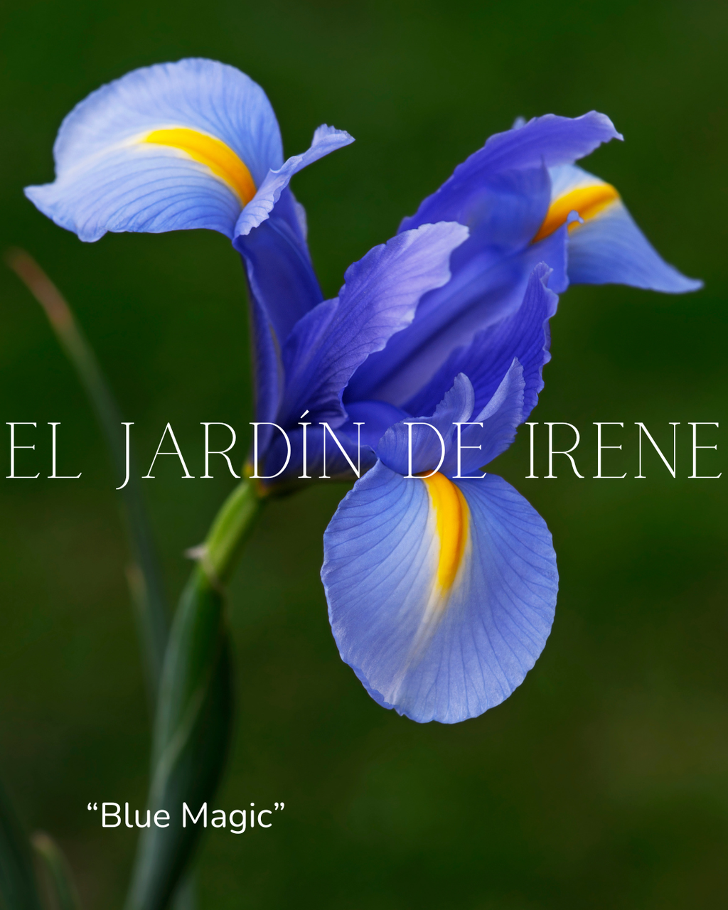 Bulbos de Iris Holandica