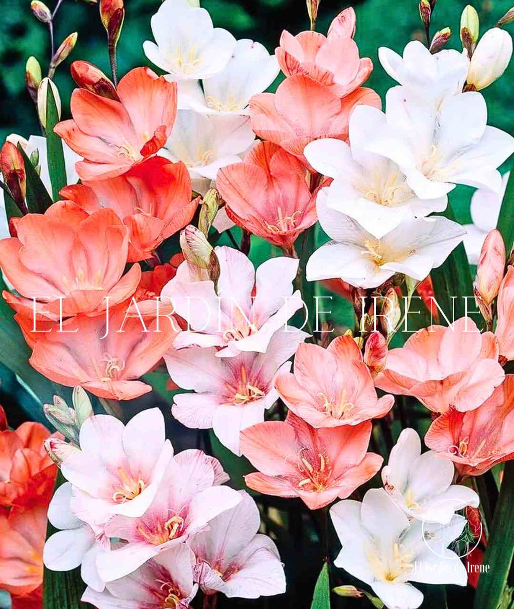Bulbos de Tritonia