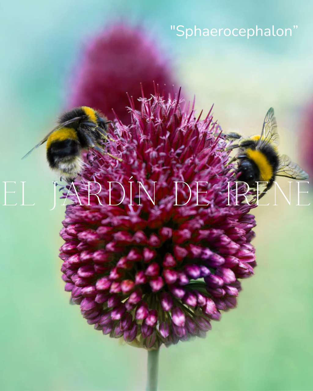Bulbos de Allium Sphaerocephalon