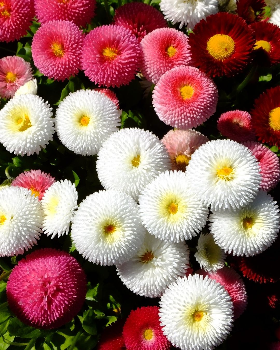 Semillas de Bellis 'Margarita de los Prados' (Besito) Rocalba