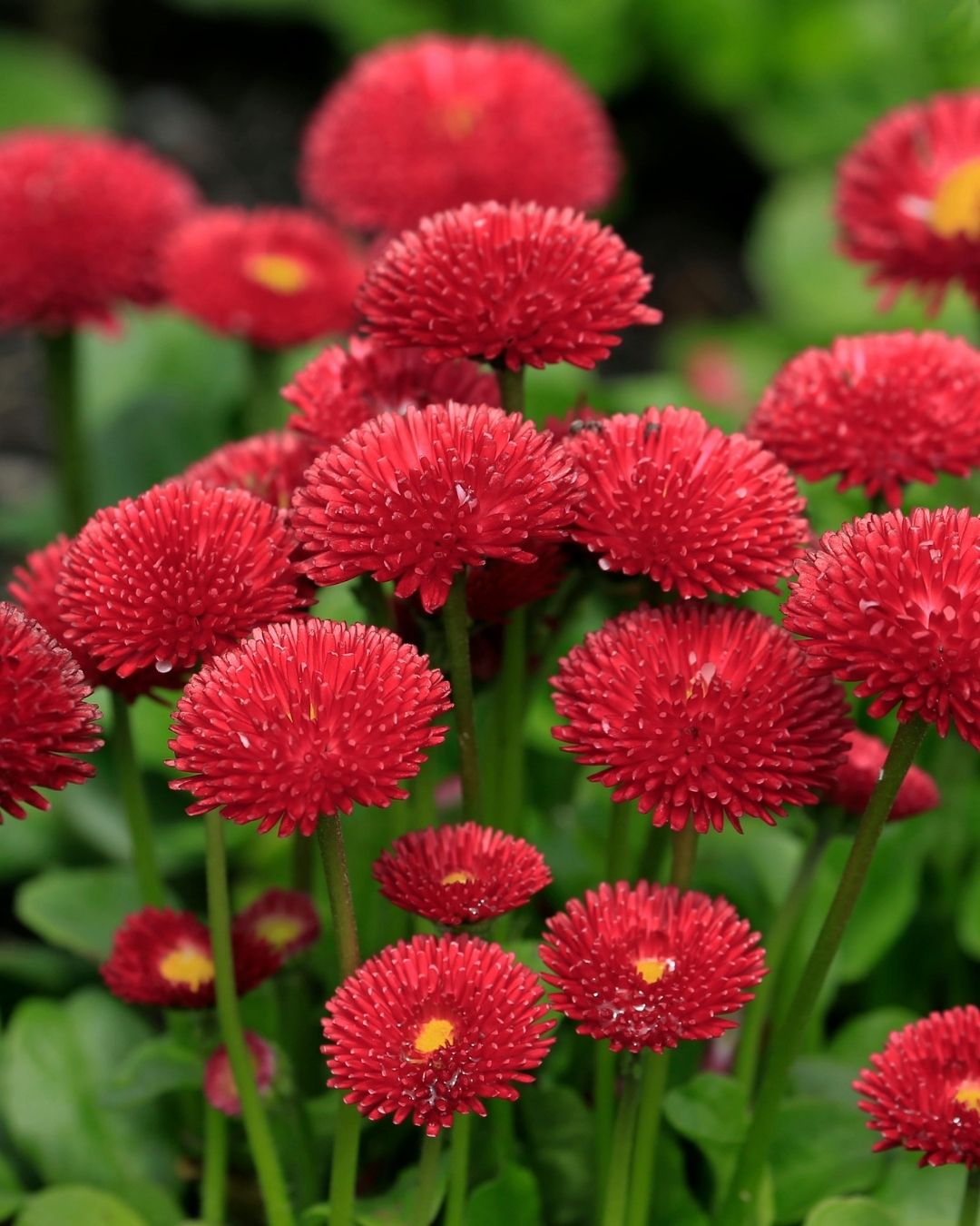 Semillas de Bellis 'Margarita de los Prados' (Besito) Rocalba