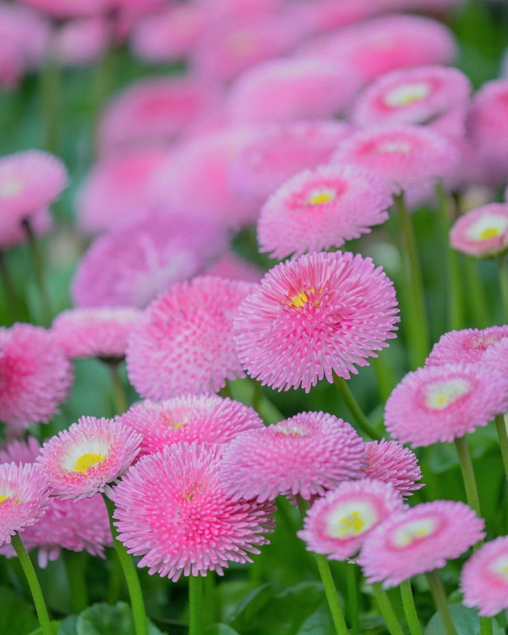 Semillas de Bellis 'Margarita de los Prados' (Besito) Rocalba