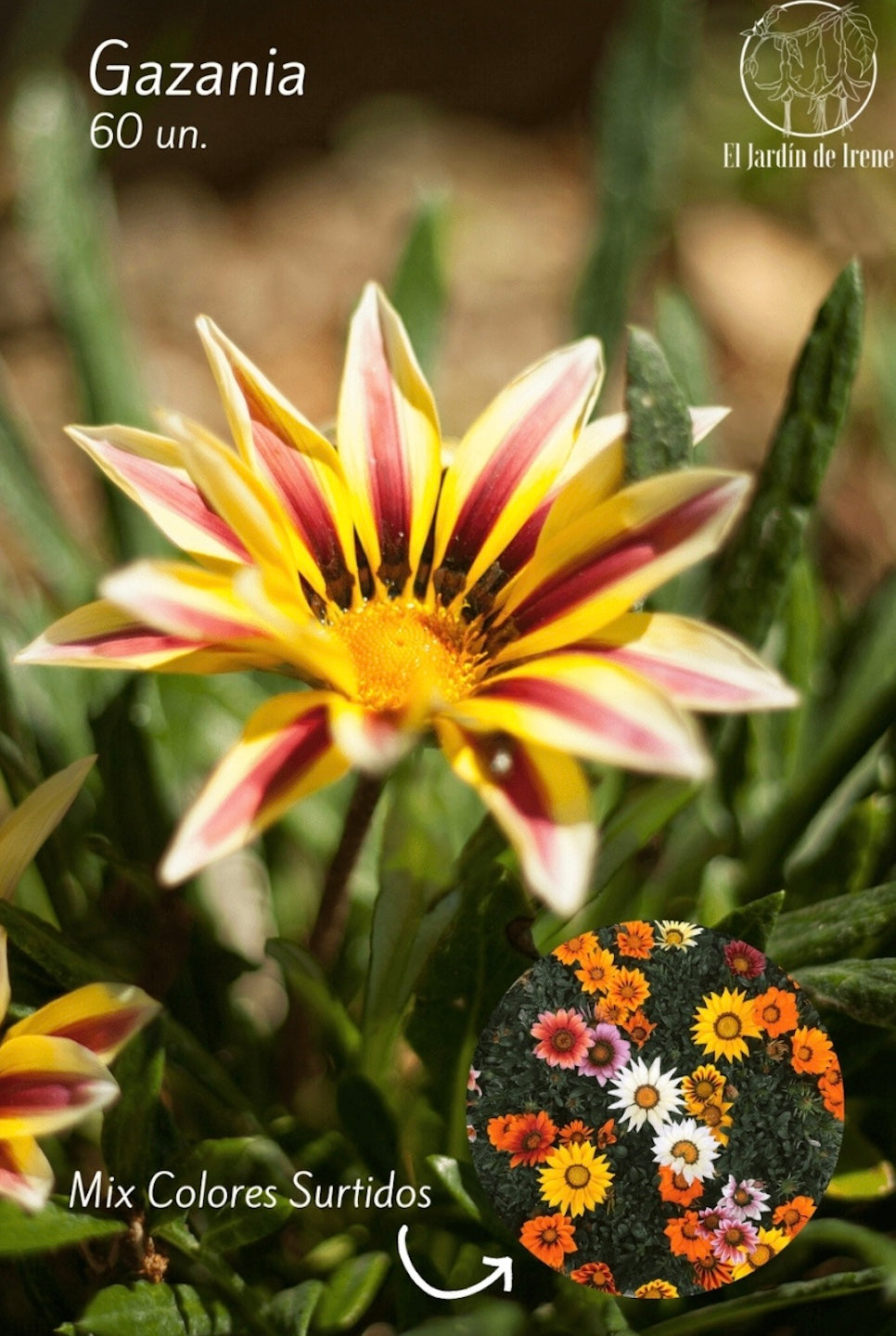 Semillas de Gazania