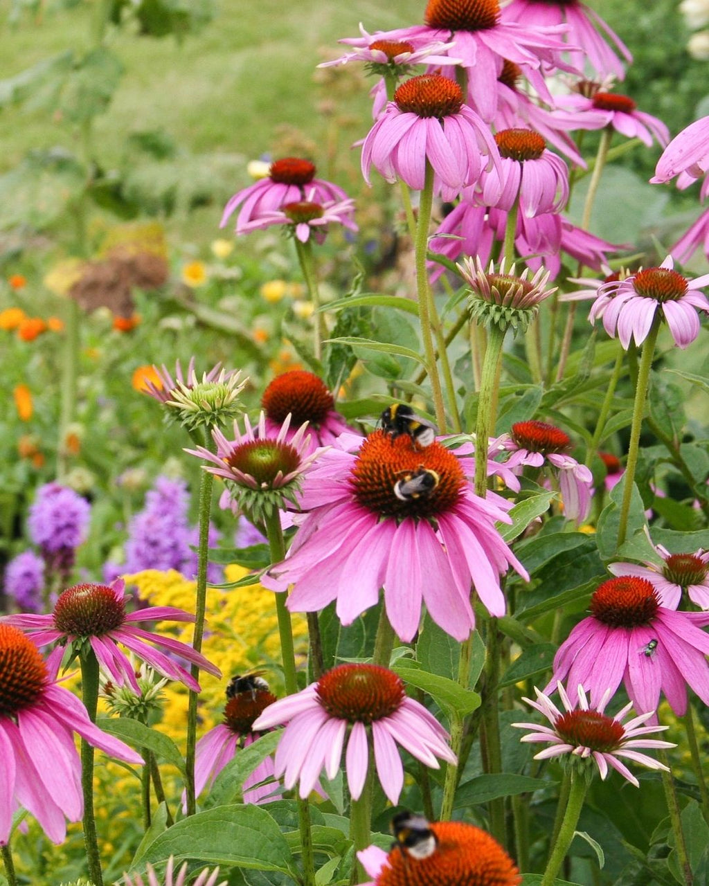Semillas de Echinacea