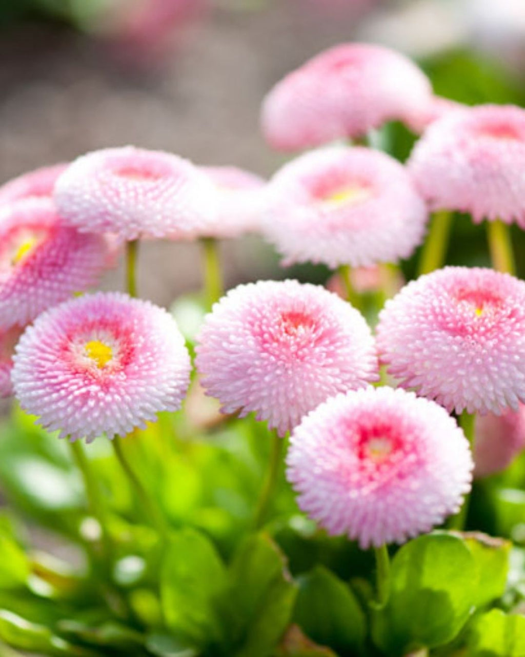 Semillas de Bellis 'Margarita de los Prados' (Besito) Rocalba