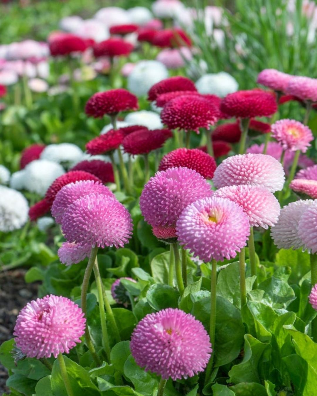 Semillas de Bellis 'Margarita de los Prados' (Besito) Rocalba