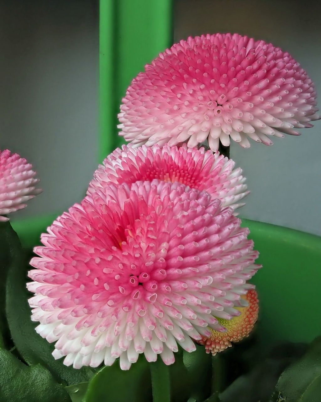 Semillas de Bellis 'Margarita de los Prados' (Besito) Rocalba