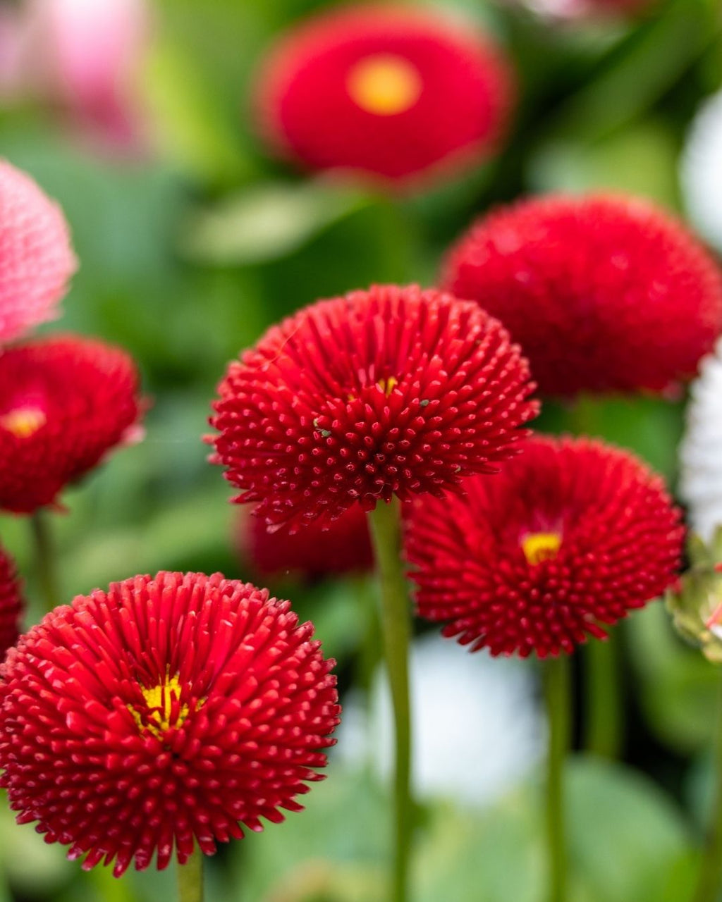 Semillas de Bellis 'Margarita de los Prados' (Besito) Rocalba