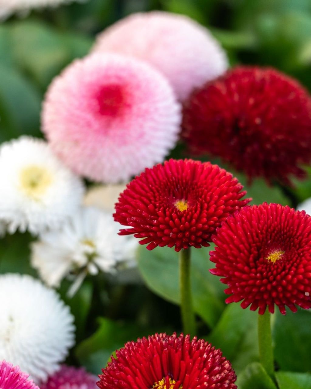 Semillas de Bellis 'Margarita de los Prados' (Besito) Rocalba