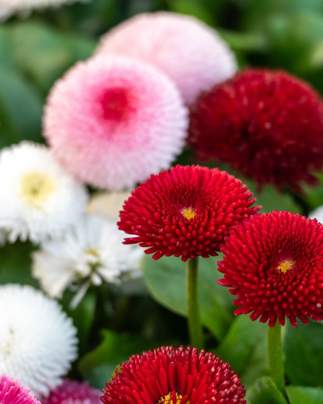 Semillas de Bellis 'Margarita de los Prados' (Besito) Rocalba