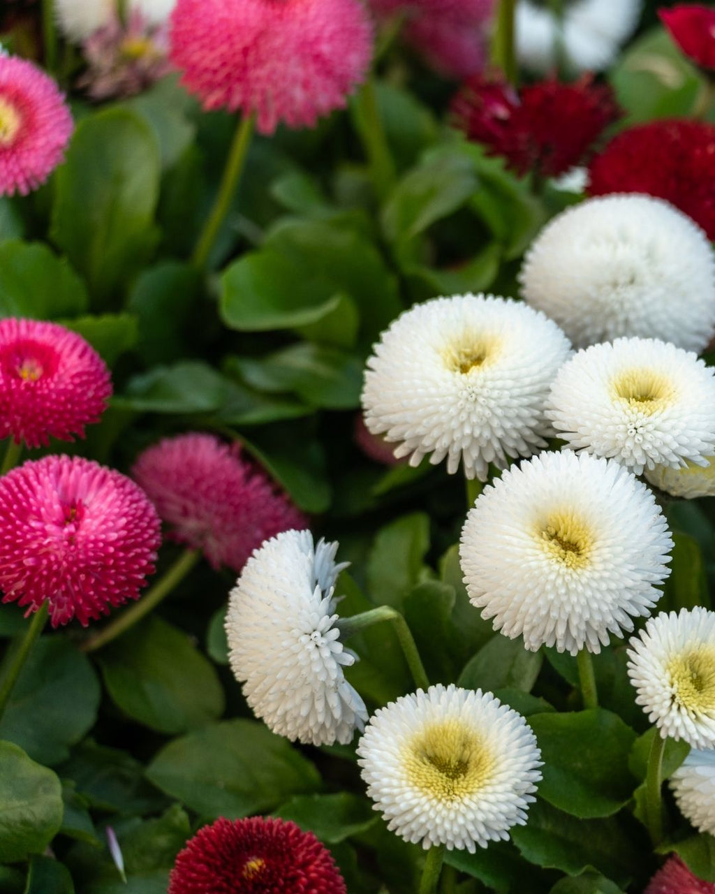 Semillas de Bellis 'Margarita de los Prados' (Besito) Rocalba