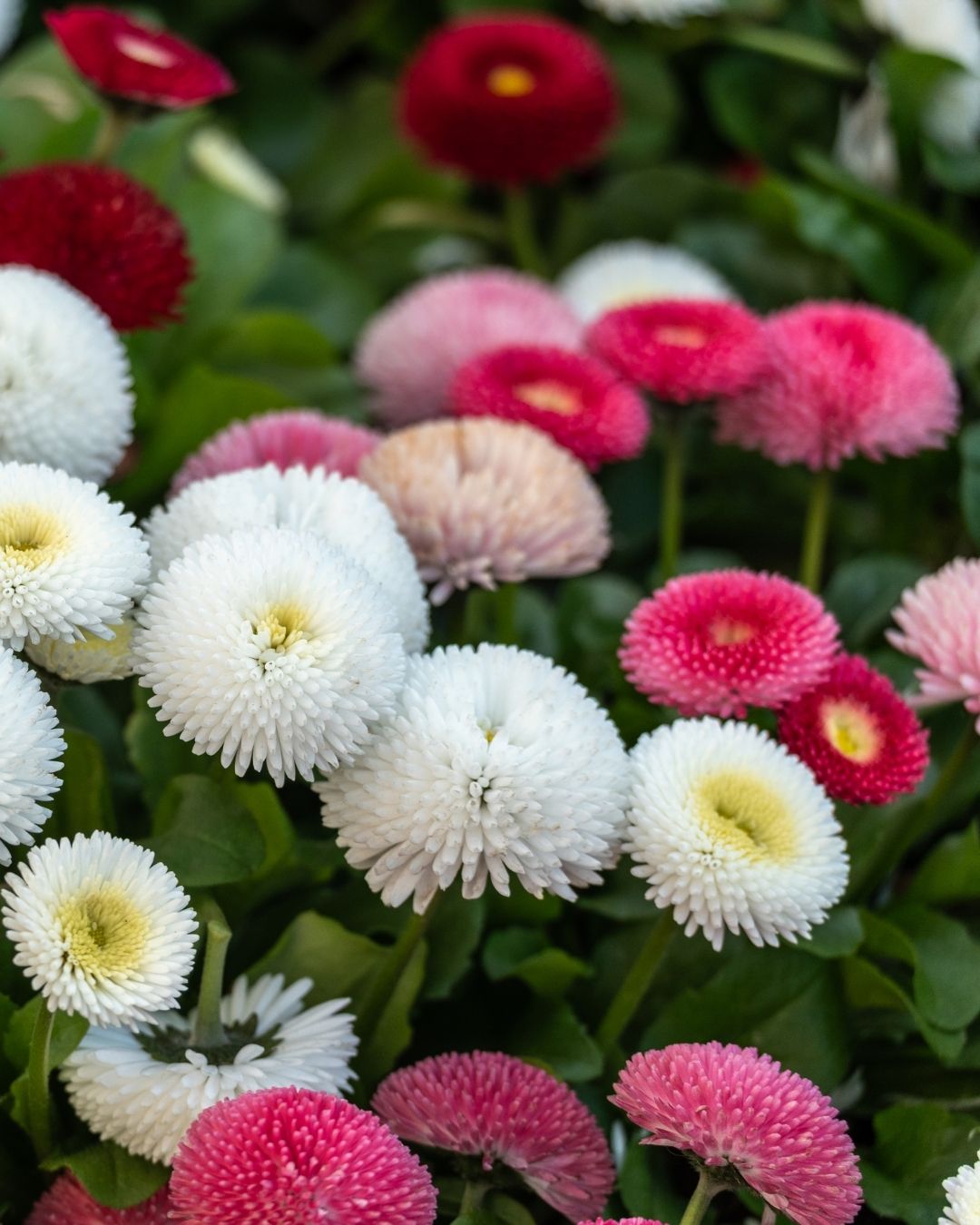 Semillas de Bellis 'Margarita de los Prados' (Besito) Rocalba
