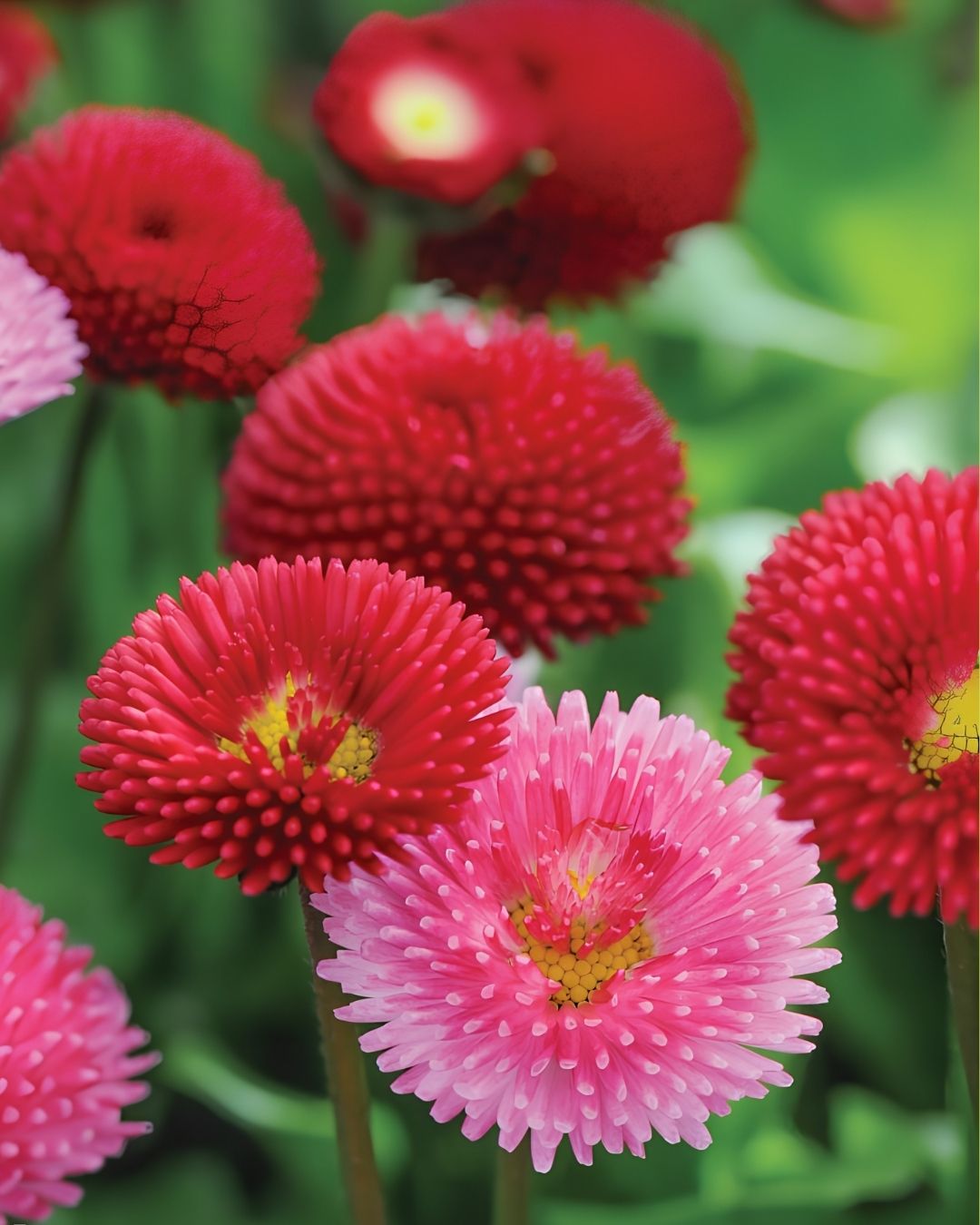 Semillas de Bellis 'Margarita de los Prados' (Besito) Rocalba