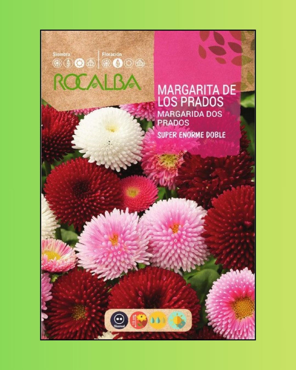 Semillas de Bellis 'Margarita de los Prados' (Besito) Rocalba