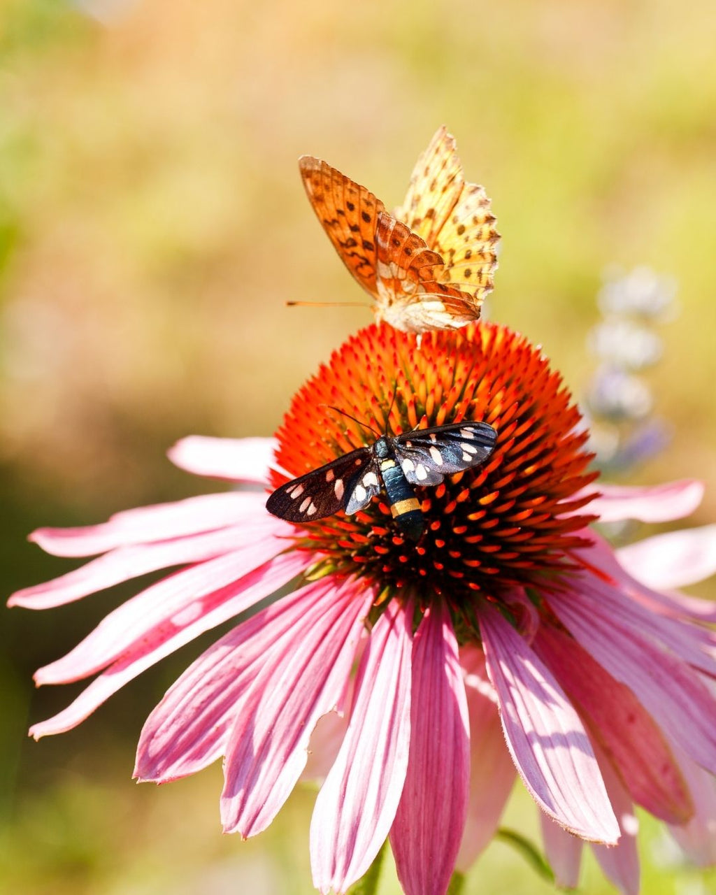 Semillas de Echinacea