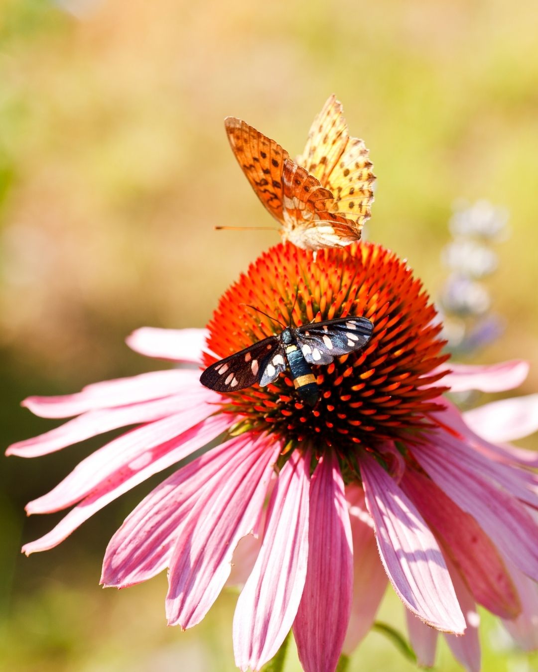 Semillas de Echinacea