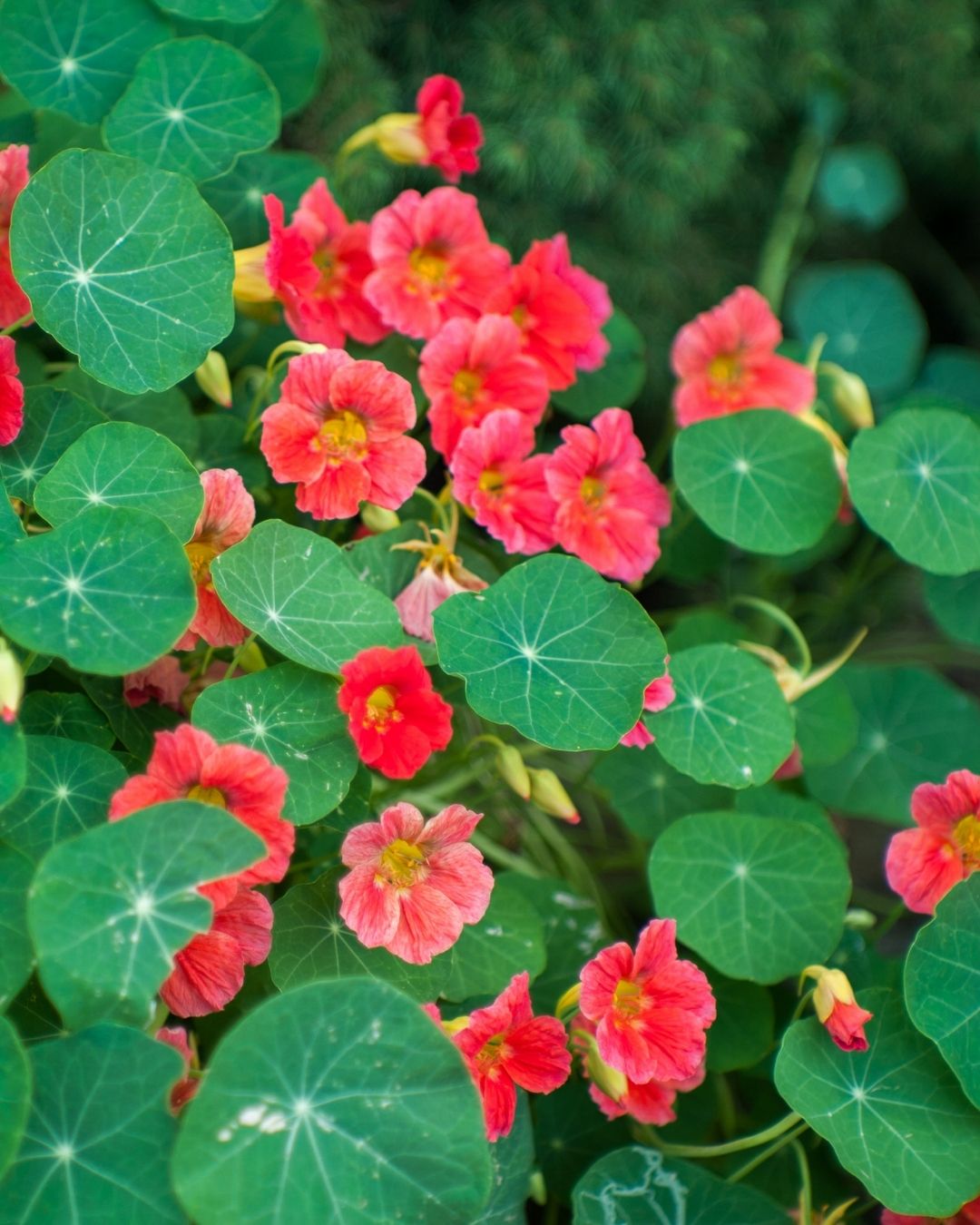 Semillas de Capuchina 'Doble' (Espuela de Galán) Rocalba