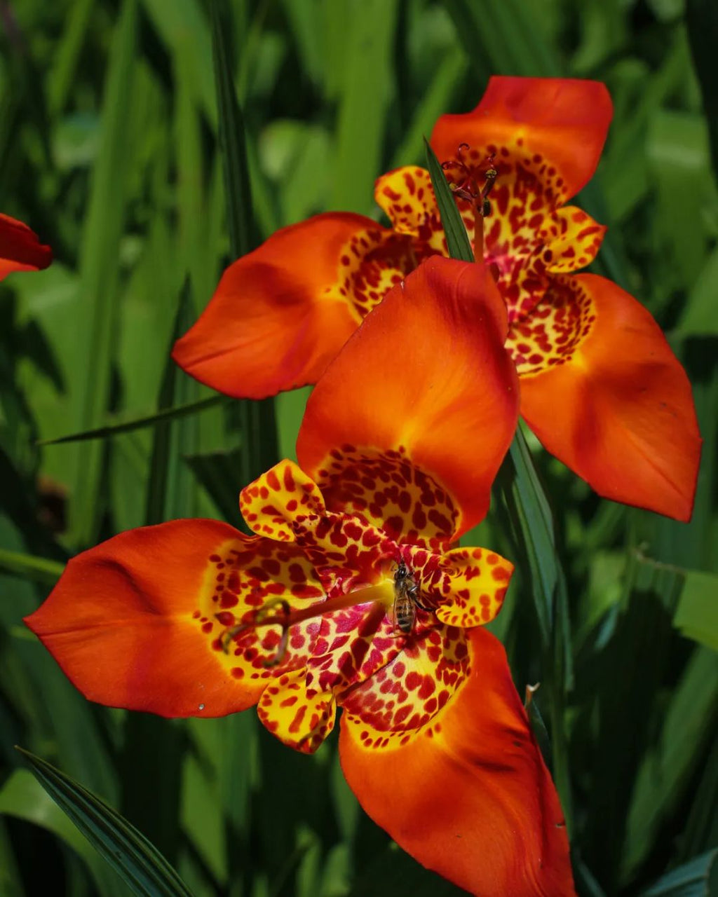 Bulbos de Tigridia