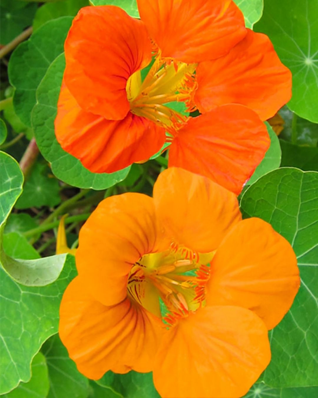 Semillas de Capuchina 'Doble' (Espuela de Galán) Rocalba