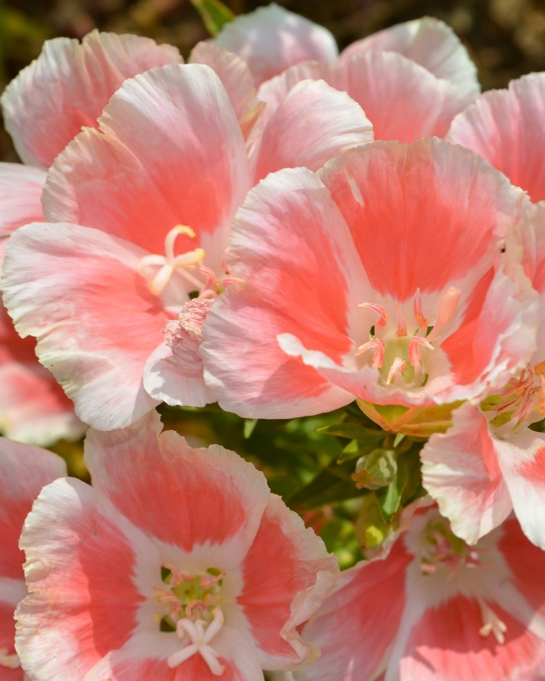Semillas de Godetia (Percala)