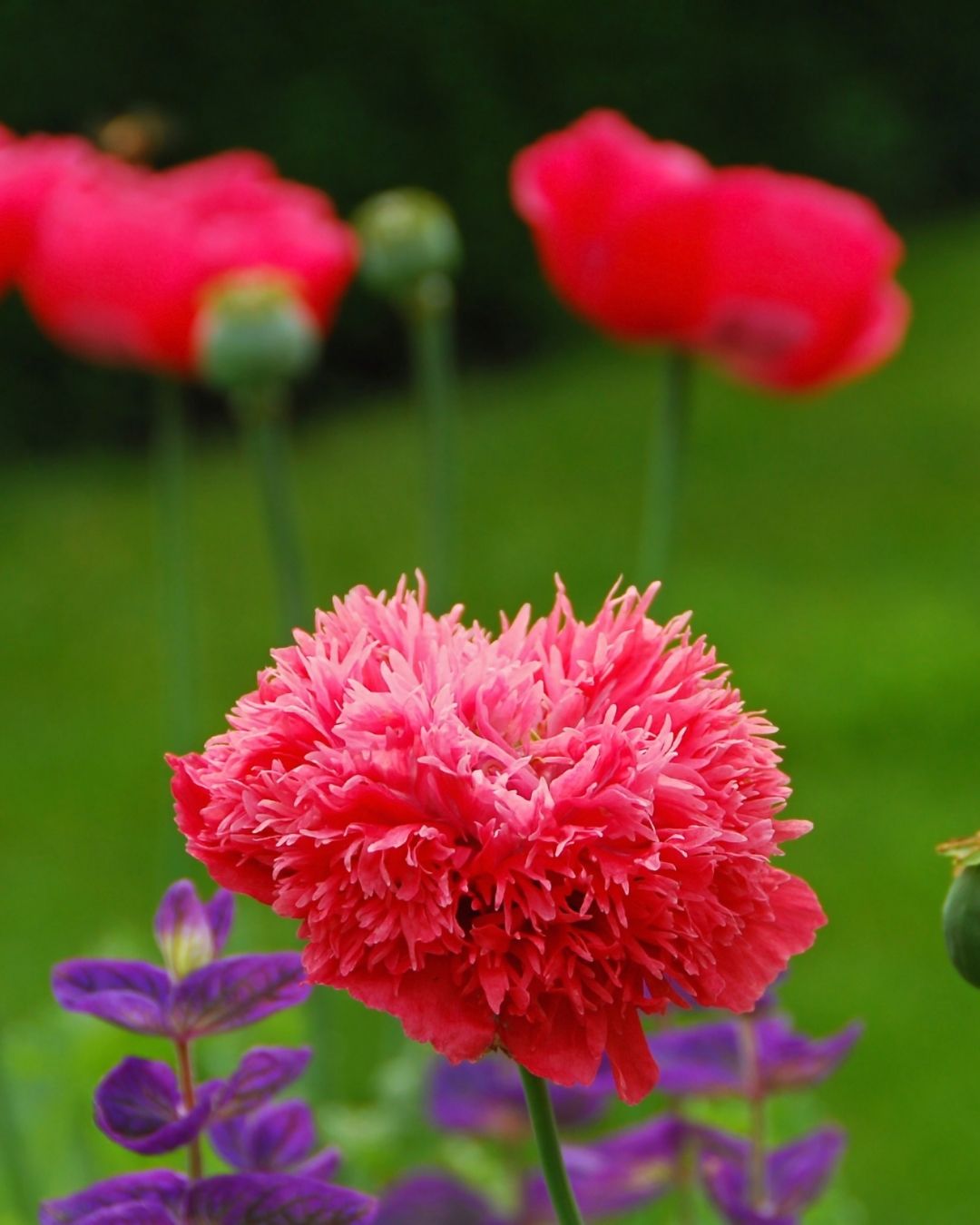 Semillas de Amapola Doble