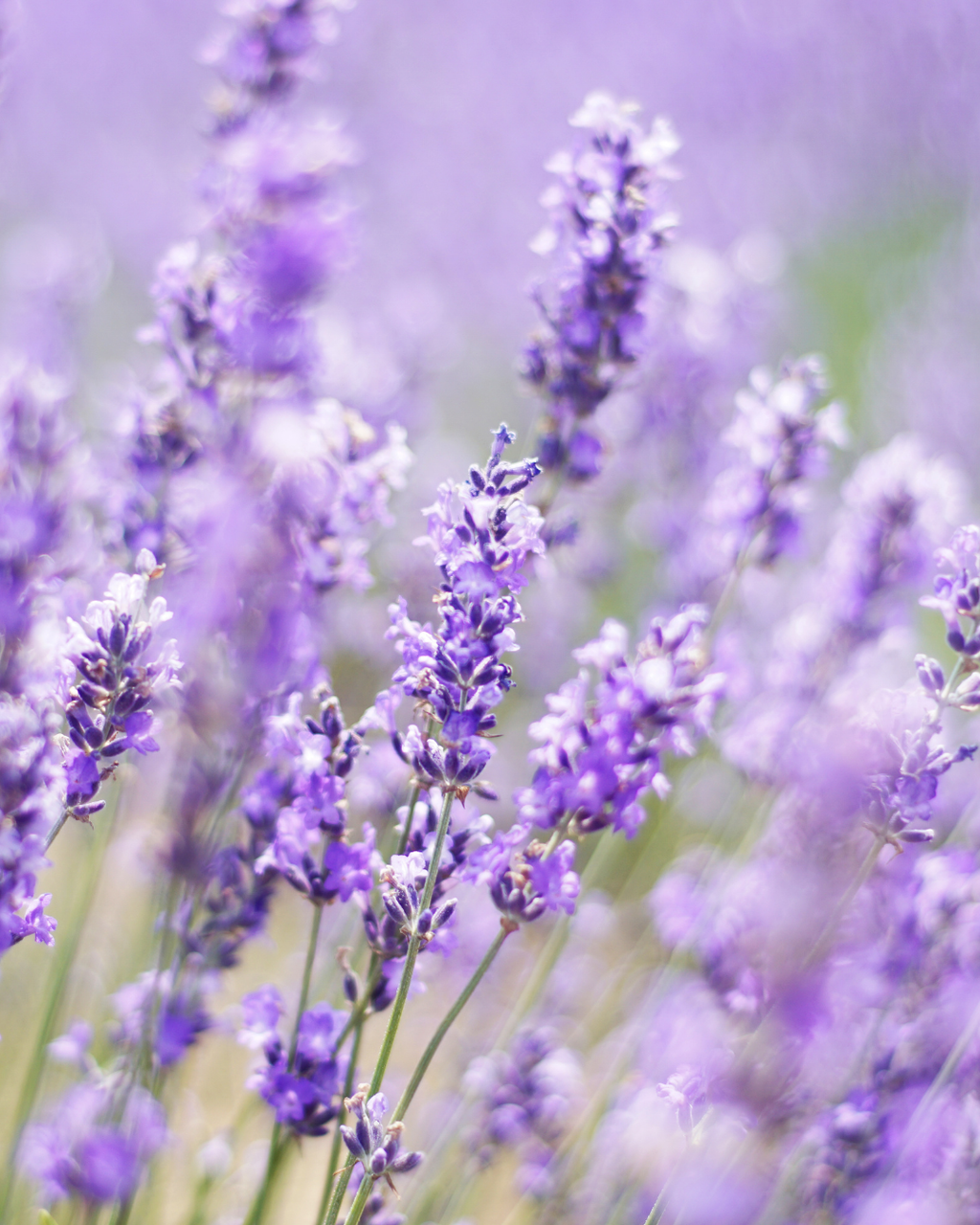 Semillas de Lavanda 'Angustifolia' (Inglesa) Rocalba