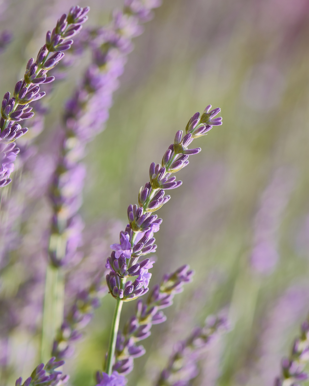 Semillas de Lavanda 'Angustifolia' (Inglesa) Rocalba